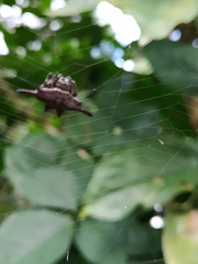 Gasteracantha diardi