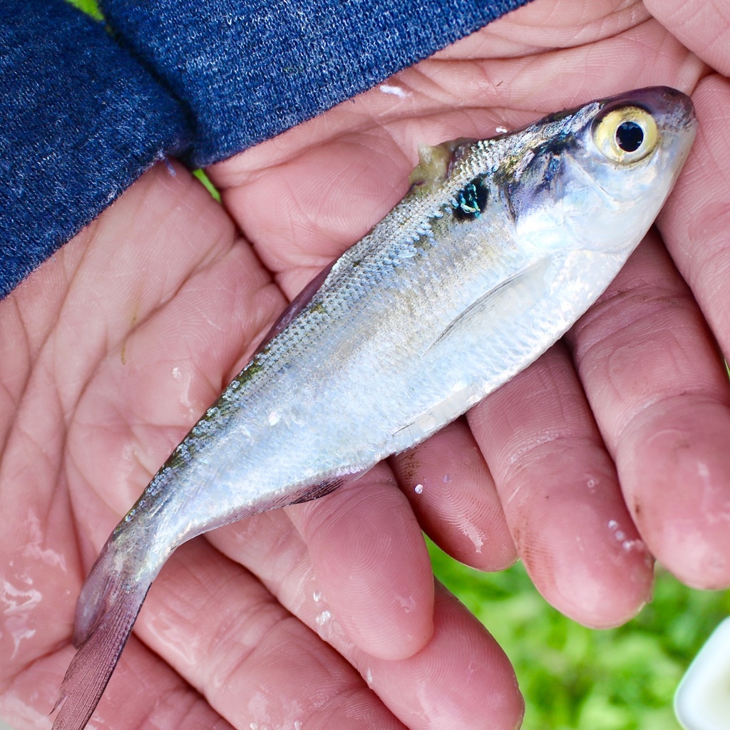 American Gizzard Shad (Freshwater fish of Mississippi) · iNaturalist