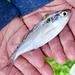 American Gizzard Shad - Photo (c) L.J. Lamera, some rights reserved (CC BY), uploaded by L.J. Lamera
