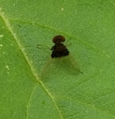 Chrysopilus basilaris