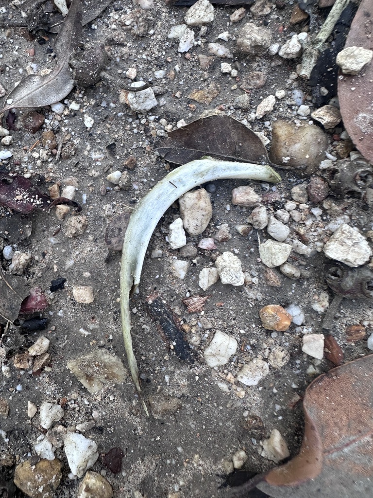 Vertebrates from Johns River State Forest, Coralville, NSW, AU on April ...