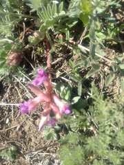 Astragalus shortianus