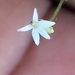 Lobelia cordifolia 2