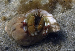 Pagurus beringanus