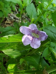 Ruellia strepens