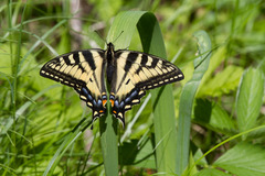 Papilio canadensis