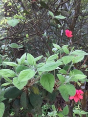 Rhododendron oldhamii