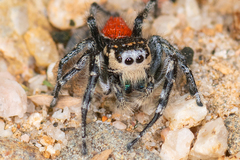 Phidippus phoenix