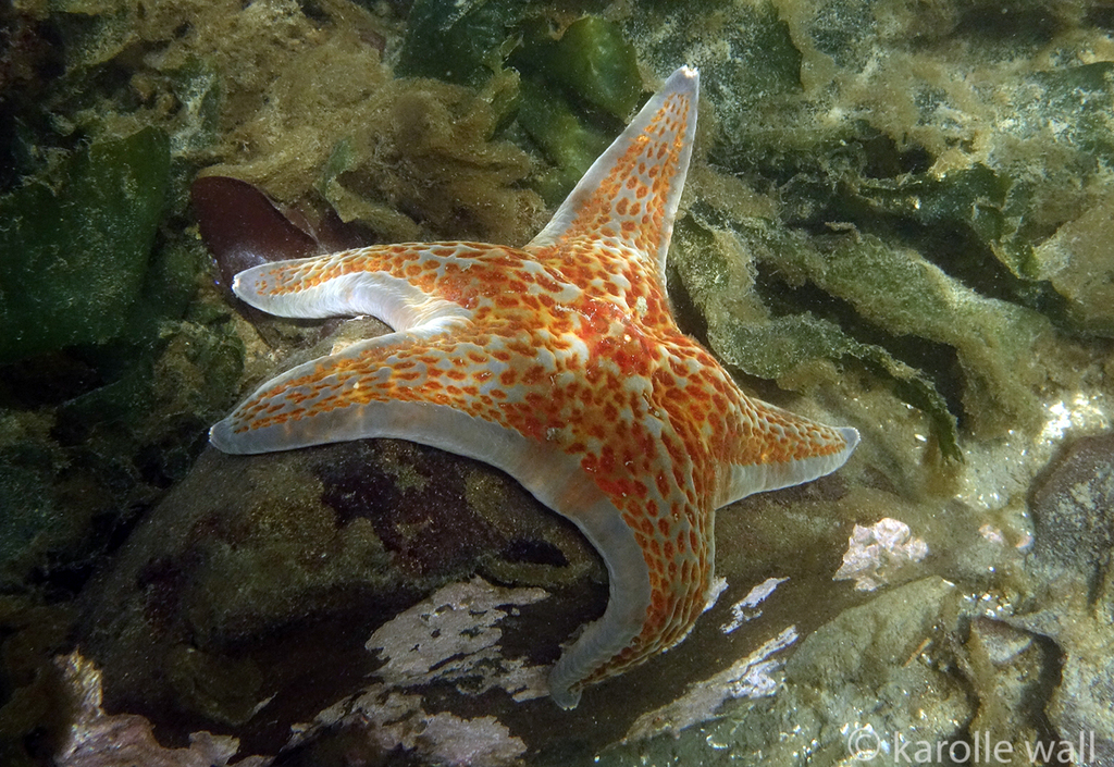 Leather Star from Boat Nook, Pender Island, British Columbia, Canada on ...