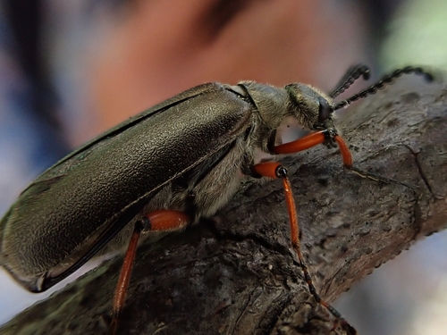 Brassy Blister Beetle photo 5