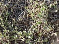Acleisanthes longiflora