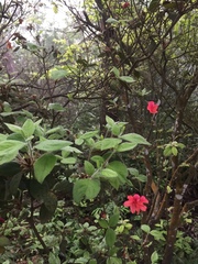 Rhododendron oldhamii