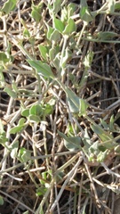 Acleisanthes longiflora