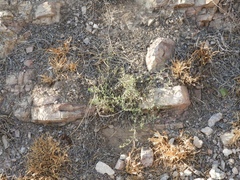 Acleisanthes longiflora