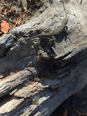 Sceloporus occidentalis