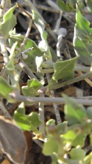 Acleisanthes longiflora