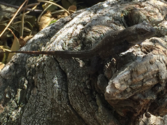 Sceloporus occidentalis
