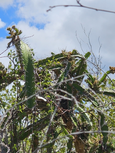 Image of Leptocereus quadricostatus by (c) ritirene, some rights reserved (CC BY)