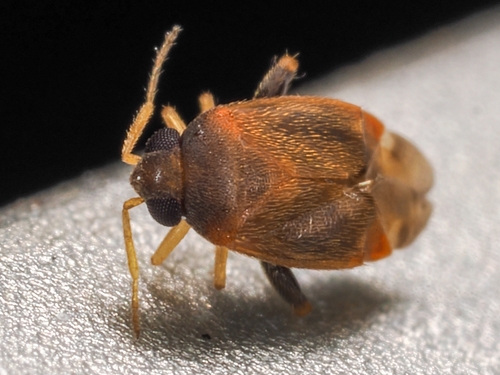 Decomioides, 2024-04-21