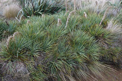 Aciphylla scott-thomsonii
