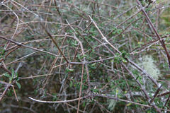 Olearia bullata
