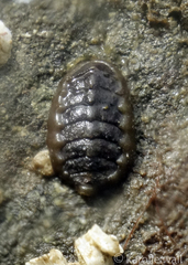 Chitonina