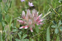 Trifolium macrocephalum