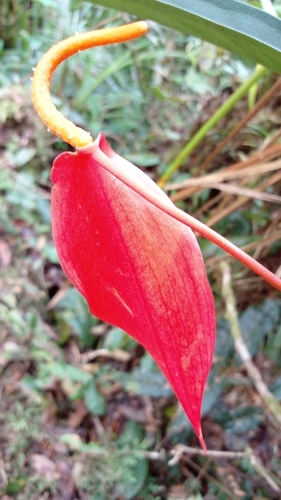 Foto de Micro antúrio