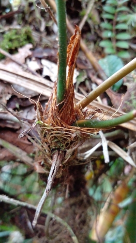 Foto de Micro antúrio