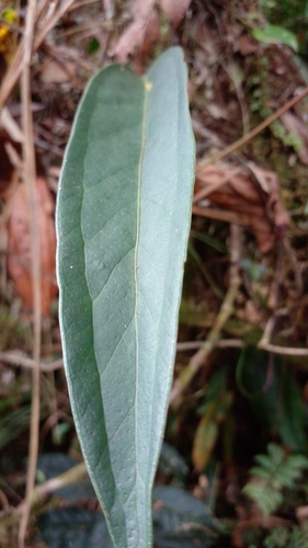 Foto de Micro antúrio