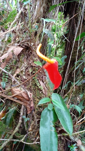 Foto de Micro antúrio