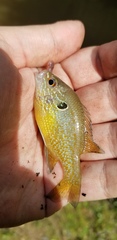 Lepomis marginatus