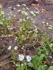 Valerianella