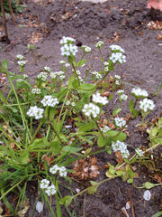 Valerianella