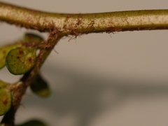 Polystichum wawranum