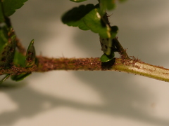 Polystichum wawranum