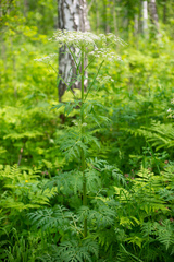 Pleurospermum uralense