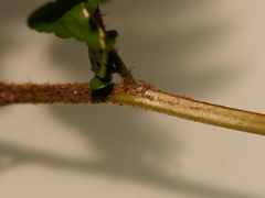 Polystichum wawranum
