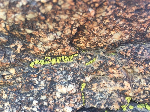 iNaturalist observation photo of Yellow Cobblestone Lichen