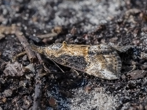 Green Cloverworm Moth, photo 7 of 10