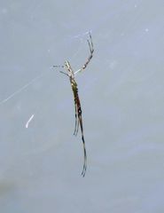 Tetragnatha elongata