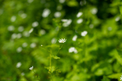 Stellaria bungeana