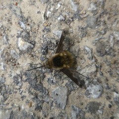 Bombylius fimbriatus