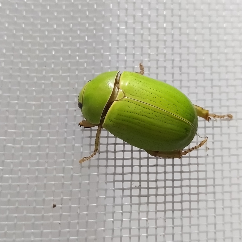 Macropoidelimus mniszechi