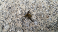 Bombylius fimbriatus