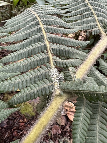 Cyathea obnoxia