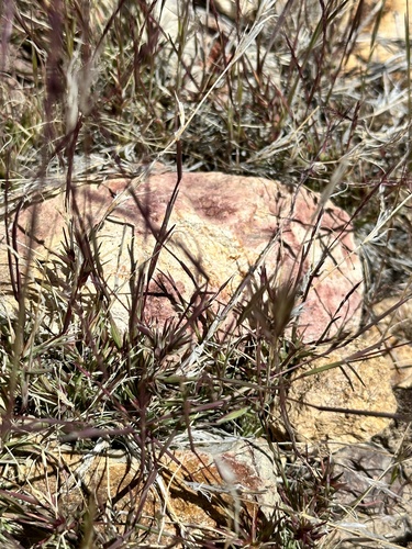 Devils Canyon muhly (Muhlenbergia appressa)