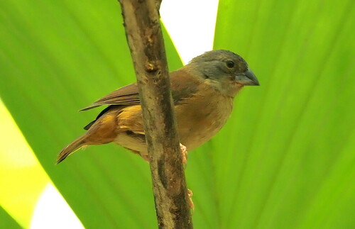 St. Lucia Black Finch (Melanospiza richardsoni), photo 2