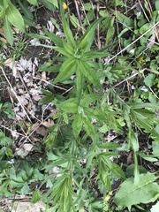 Veronicastrum virginicum