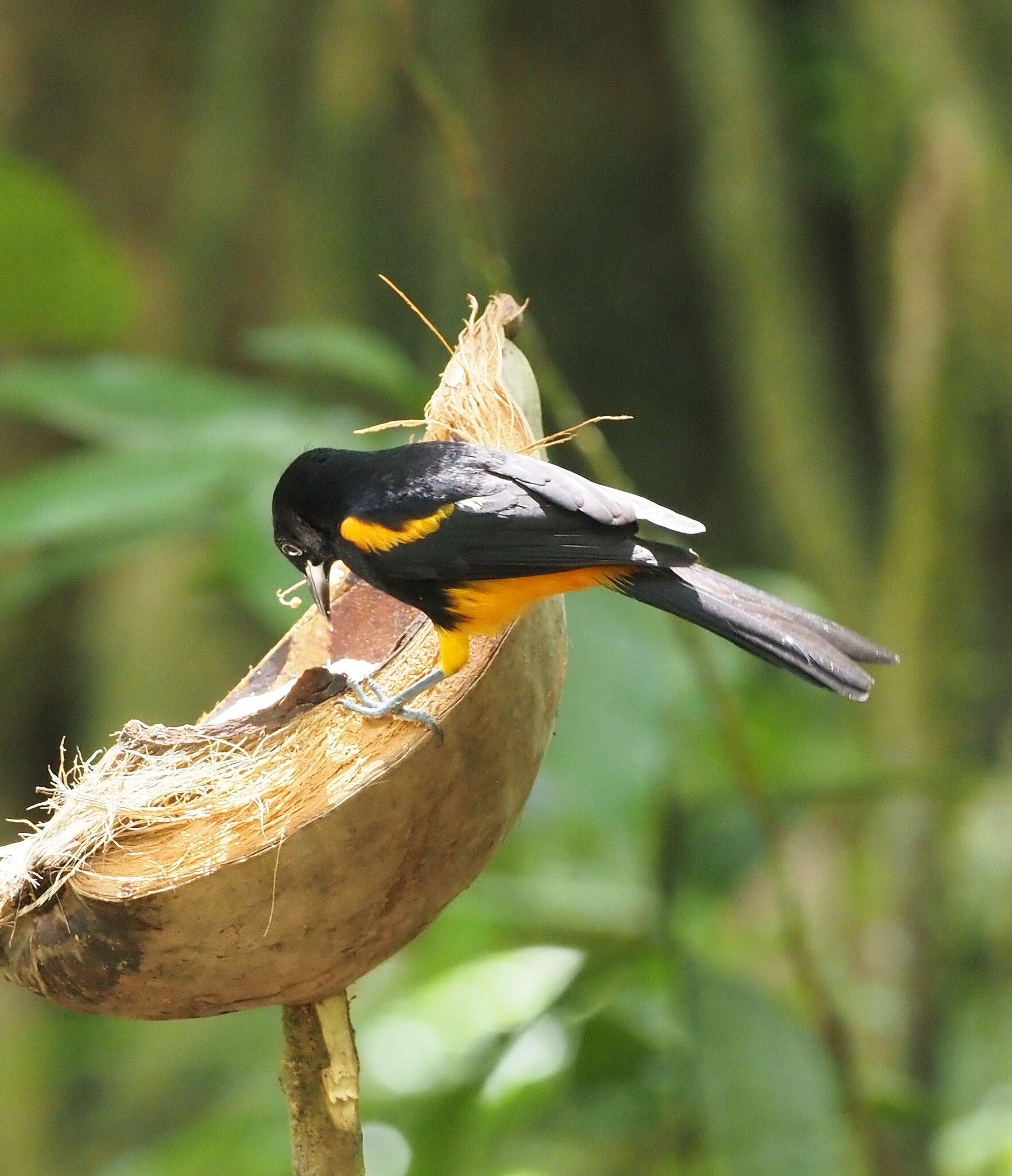 St. Lucia Oriole (Icterus laudabilis), photo 6
